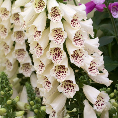 Digitalis - Degetel "Cream" - Bulbshop