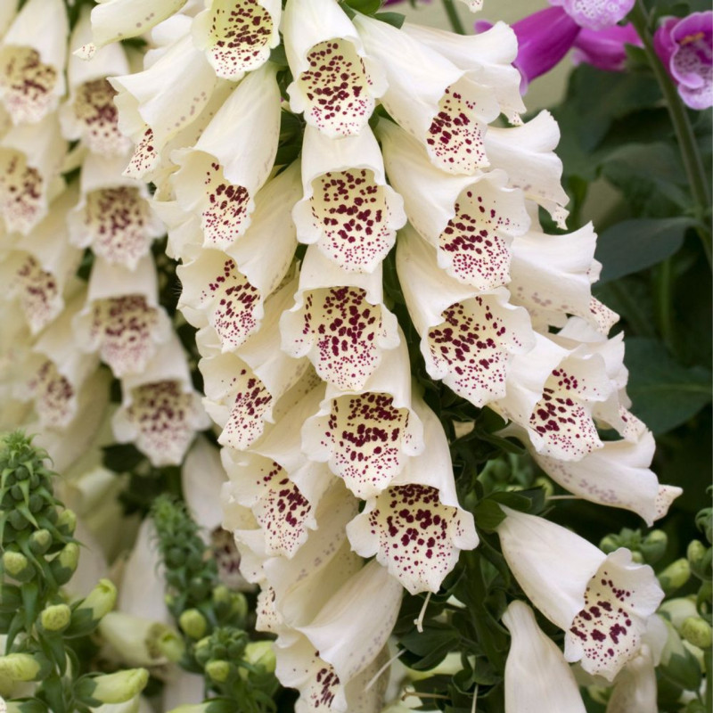 Digitalis - Degetel "Cream" - Bulbshop