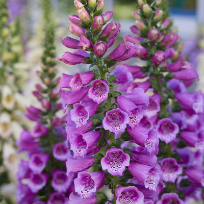 Digitalis - Degetel "Lilac Beauty" - Bulbshop