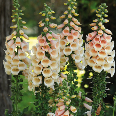 Digitalis - Degetel "Apricot" - Bulbshop