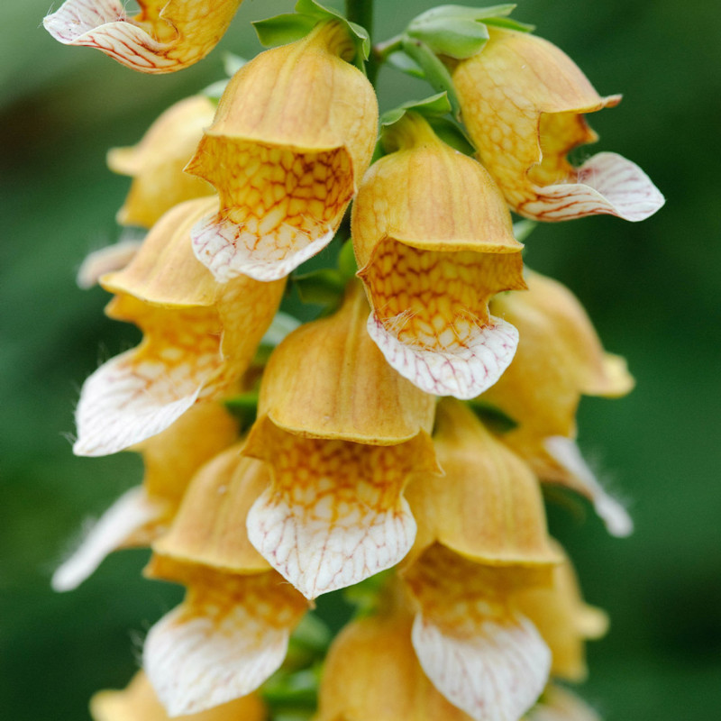 Digitalis - Degetel "Lanata" - Bulbshop