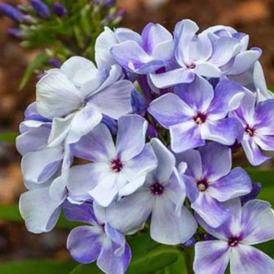 Phlox - Brumărelele "Flame Marine" - Bulbshop
