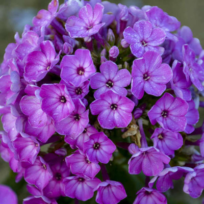 Phlox - Brumărelele "Purple Eye" - Bulbshop