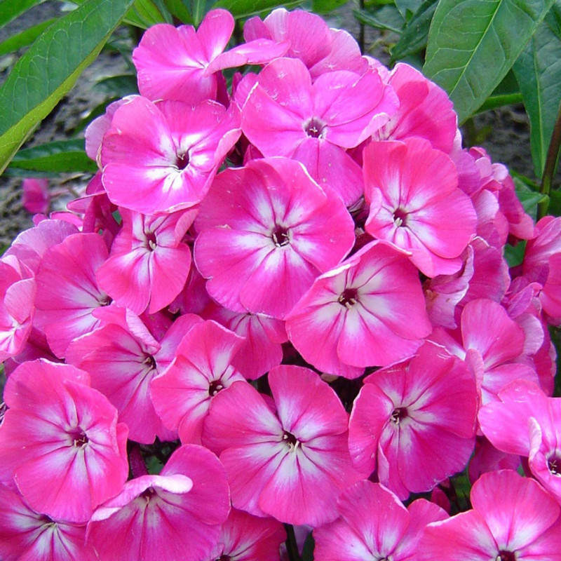 Phlox - Brumărelele "Baby Doll Pink" - Bulbshop