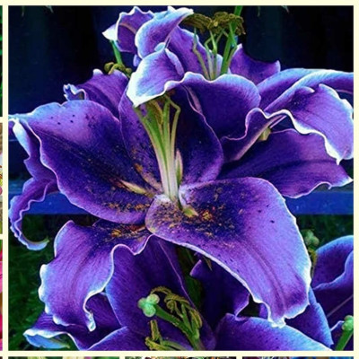 Crin Imperial Parfumat "Purple Lily" 1 Bulb/Pachet