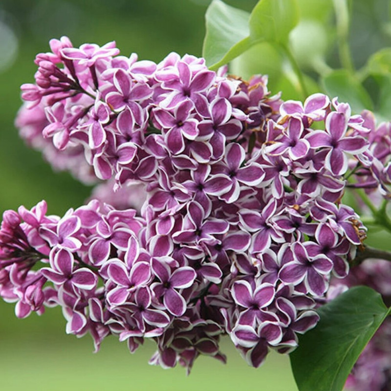 Liliac Sensations - Syringa - Ghiveci 5L - 90cm - Bulbshop