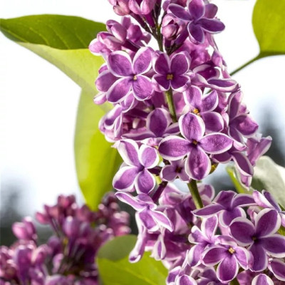 Liliac Sensations - Syringa - Ghiveci 5L - 90cm - Bulbshop