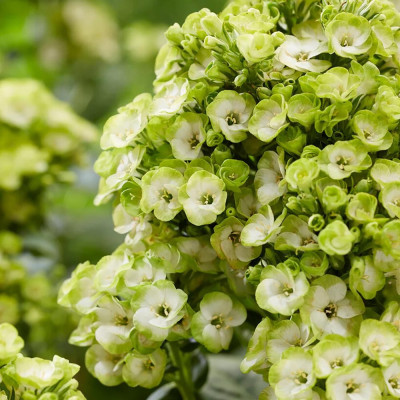 Phlox - Brumărelele "Orchid Green" - Bulbshop
