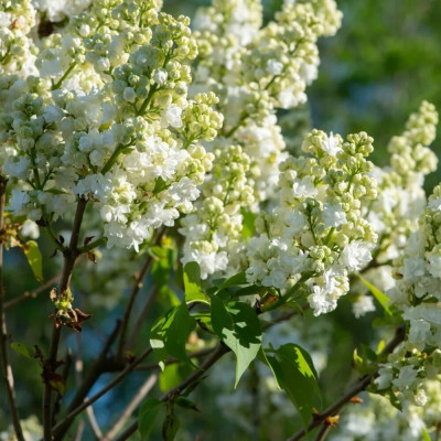 Liliac Monique Lemoine - Syringa - Ghiveci 2L - 30-50 cm - Bulbshop