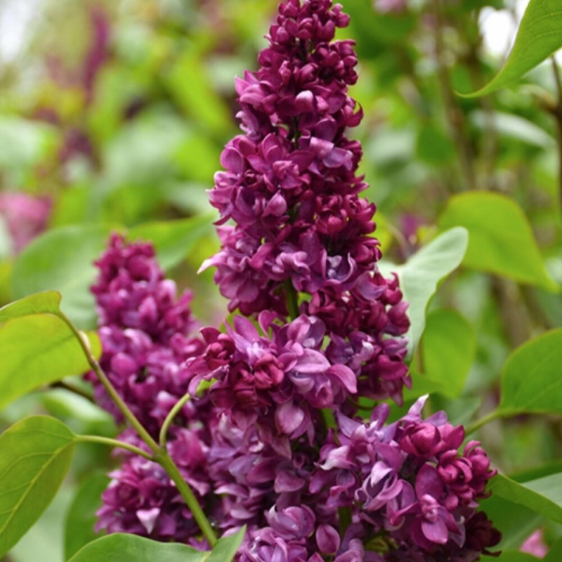 Liliac Paul Thirion - Syringa - Ghiveci 5L - 90cm - Bulbshop