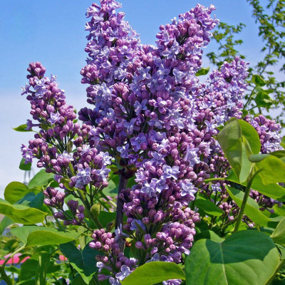 Liliac Norrfjarden - Syringa - Ghiveci 5L - 90cm - Bulbshop