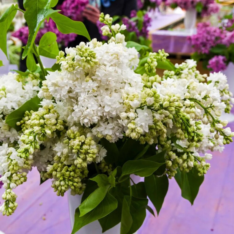 Liliac M. Lemoine - Syringa - Ghiveci 5L - 90cm -  Bulbshop