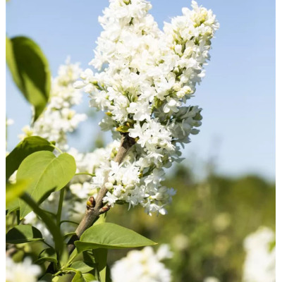 Liliac M. Lemoine - Syringa - Ghiveci 5L - 90cm -  Bulbshop