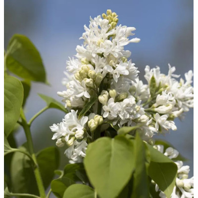 Liliac M. Lemoine - Syringa - Ghiveci 5L - 90cm -  Bulbshop