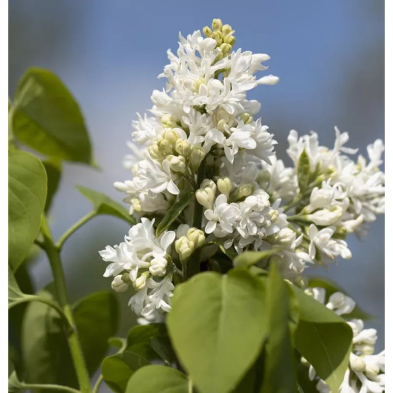 Liliac M. Lemoine - Syringa - Ghiveci 5L - 90cm -  Bulbshop