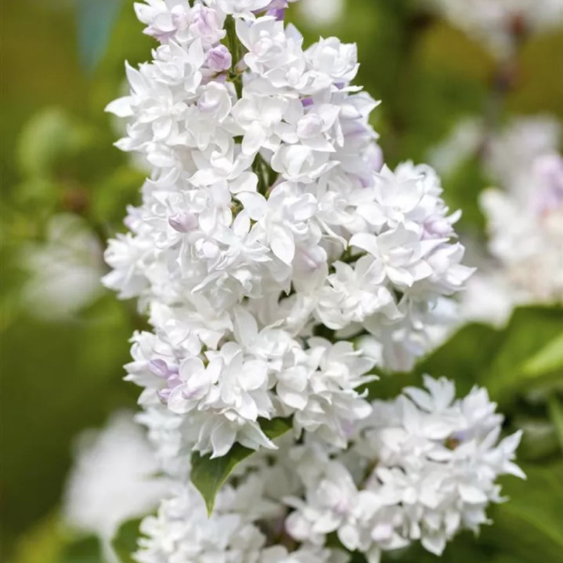 Liliac Alb - Syringa - Ghiveci 5L - 90cm -  Bulbshop