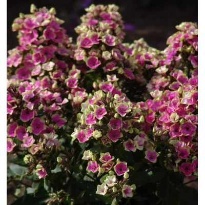 Phlox - Brumărelele "Paniculata Aureola" - Bulbshop