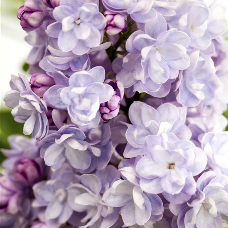 Liliac Michel Buchner - Syringa - Ghiveci 5L - 90cm -  Bulbshop