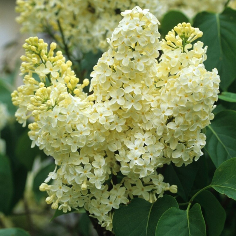 Liliac Primrose - Syringa - Ghiveci 5L - 90cm -  Bulbshop