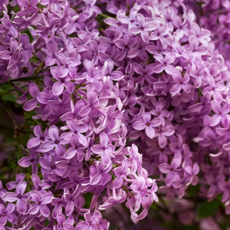Liliac Clasic Altoit - Syringa - Ghiveci 5L - 90cm - Bulbshop