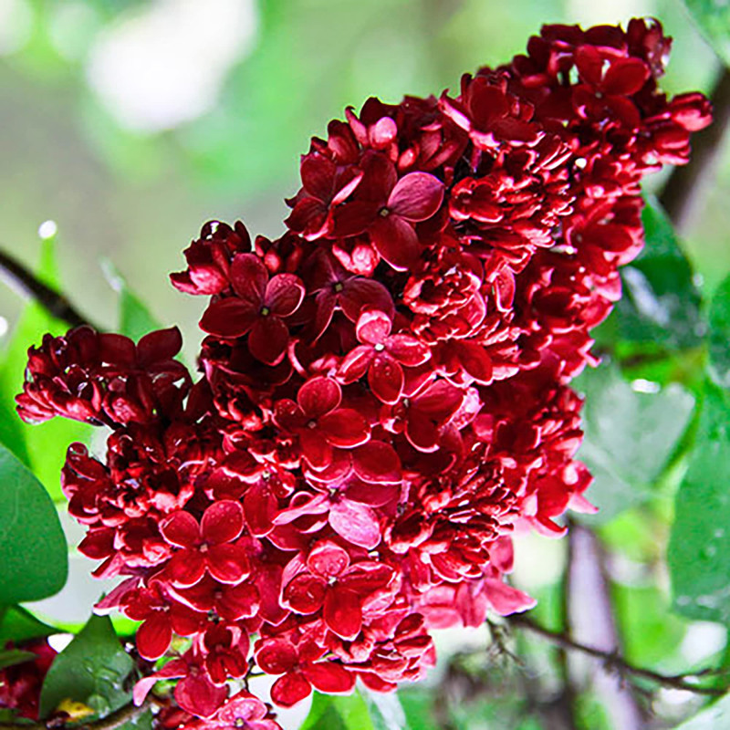 Liliac Rosu - Syringa - Ghiveci 5L - 90cm - Bulbshop