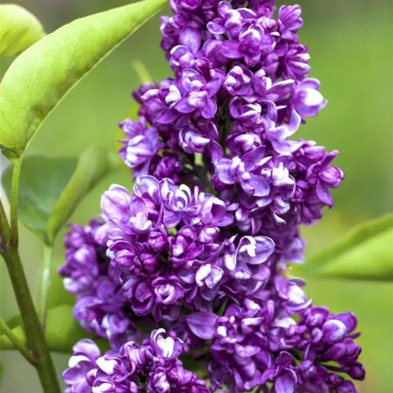 Liliac Charles Joy - Syringa - Ghiveci 5L - 90cm - Bulbshop