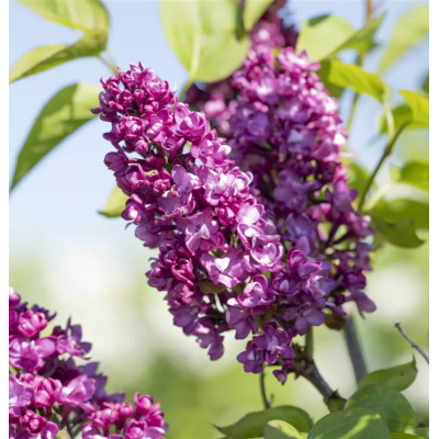 Liliac Charles Joy - Syringa - Ghiveci 5L - 90cm - Bulbshop