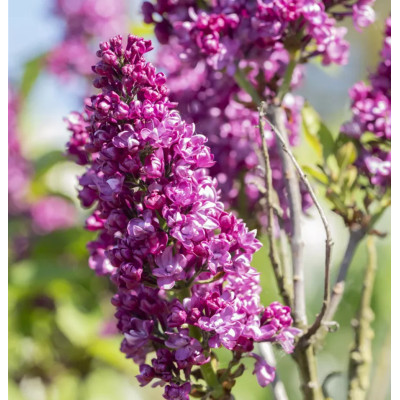 Liliac Charles Joy - Syringa - Ghiveci 5L - 90cm - Bulbshop