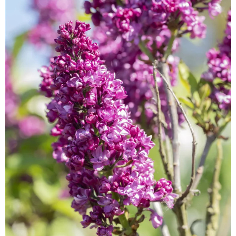 Liliac Charles Joy - Syringa - Ghiveci 5L - 90cm - Bulbshop