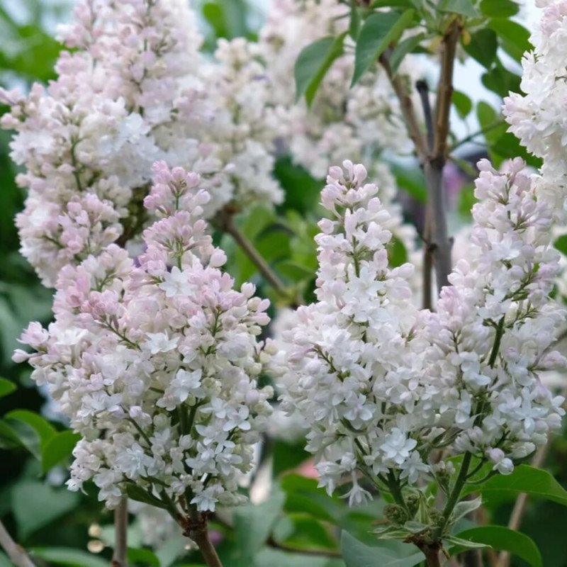 Liliac Kraskavita Moskovy - Syringa - Ghiveci 5L - 90cm