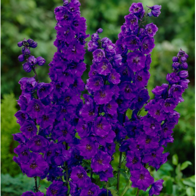 Delphinium - Nemtisor "Black Knight" - Rădăcină