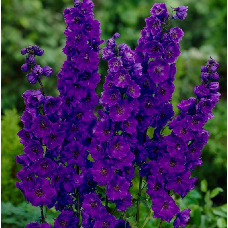 Delphinium - Nemtisor "Black Knight" - Rădăcină