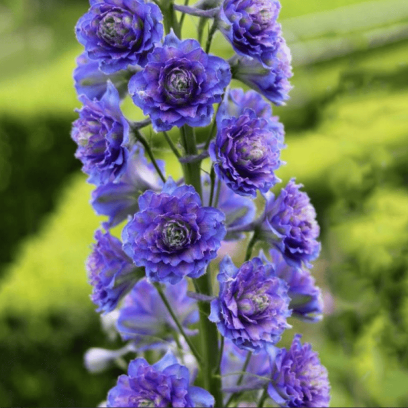 Delphinium - Nemtisor "Blue Berry Pie" - Rădăcină