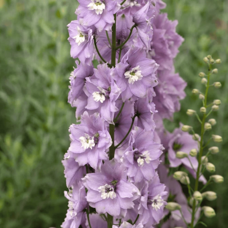 Delphinium - Nemtisor "Guardian Lavender" - Bulbshop