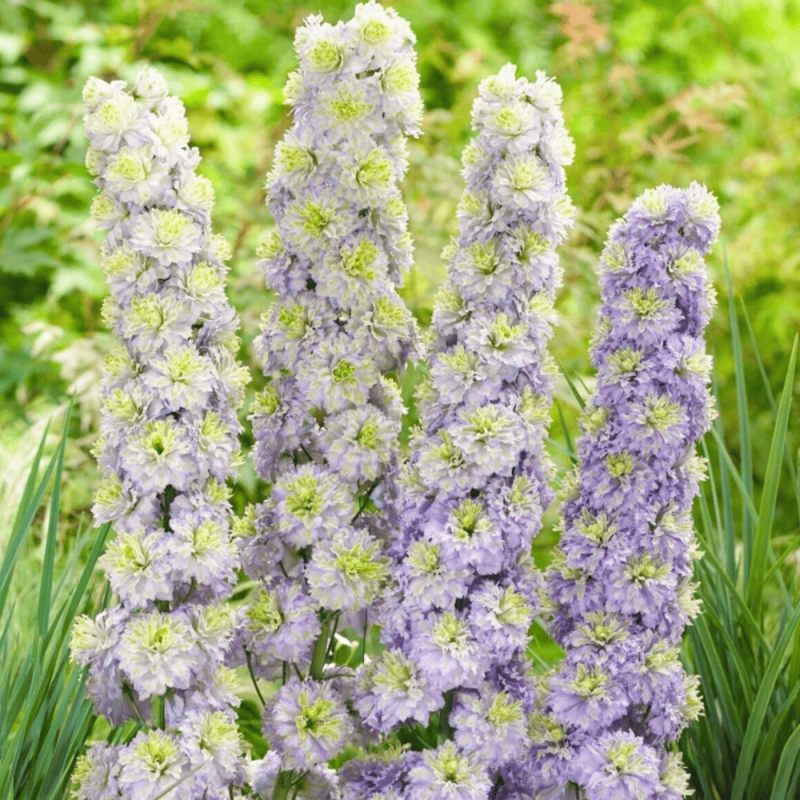 Delphinium - Nemtisor "Crystal Delight" - Rădăcină - Bulbshop