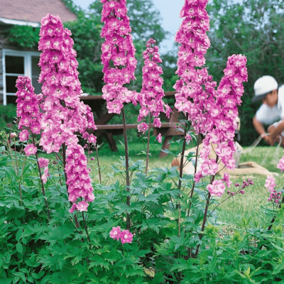 Delphinium - Nemtisor "Cultorum Asoltat" - Rădăcină