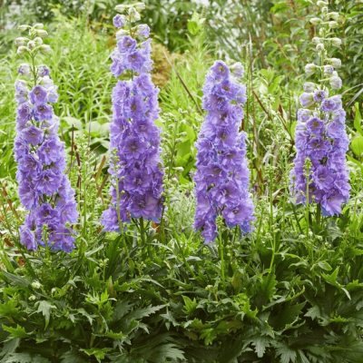 Delphinium - Nemtisor "Delgenius Shelby" - Rădăcină