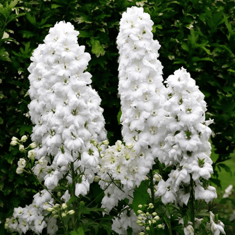 Delphinium - Nemtisor "Fountain White" - Rădăcină - Bulbshop