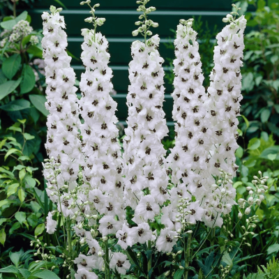 Delphinium - Nemtisor "Gigant White" - Rădăcină - Bulbshop