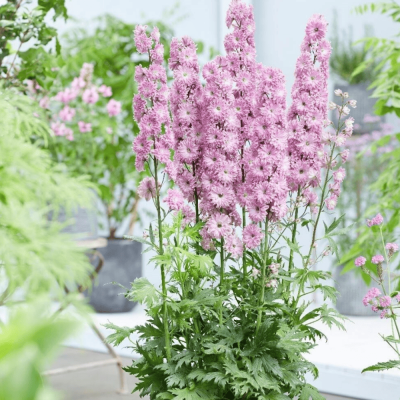 Delphinium - Nemtisor "Highlander Flamenco" - Rădăcină