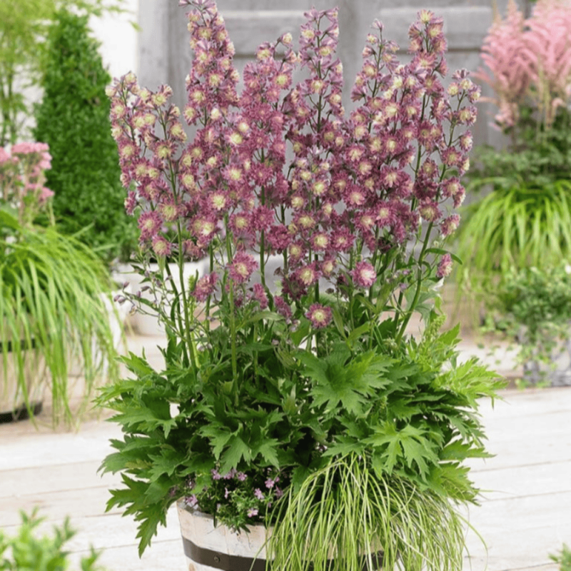 Delphinium - Nemtisor "Flamenco" - Rădăcină - Bulbshop