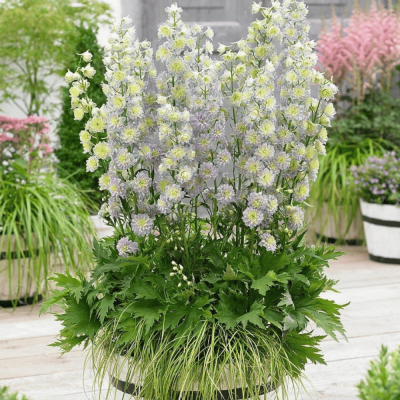 Delphinium - Nemtisor "Moonlight" - Rădăcină - Bulbshop