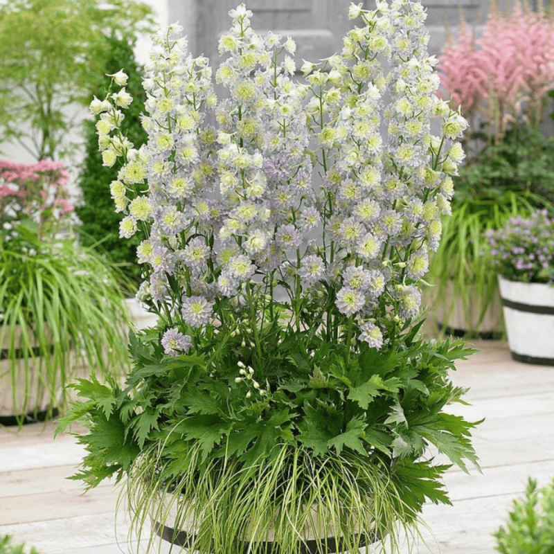 Delphinium - Nemtisor "Moonlight" - Rădăcină - Bulbshop