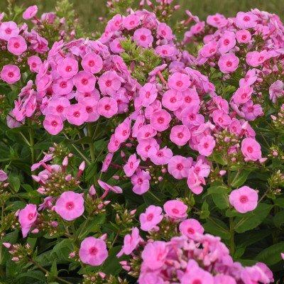 Phlox - Brumărelele "Paniculata Pink" - Bulbshop