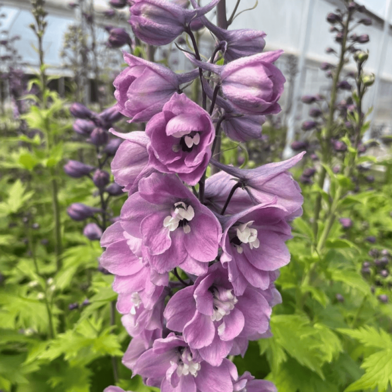 Delphinium - Nemtisor "Lilac Pink White" - Rădăcină - Bulbshop