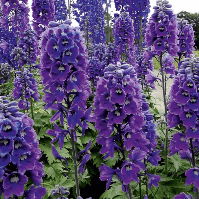 Delphinium - Nemtisor "Magic Fountain" - Rădăcină - Bulbshop