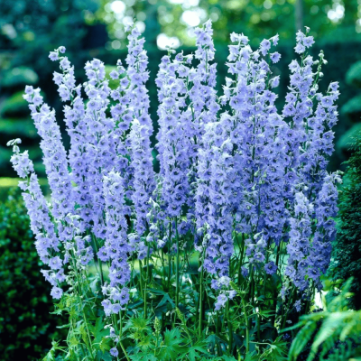 Delphinium - Nemtisor "Pacific Blue" - Rădăcină - Bulbshop