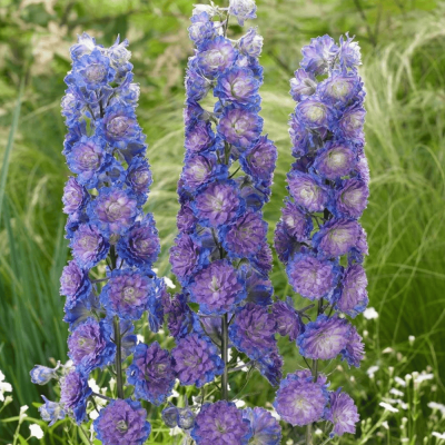 Delphinium - Nemtisor "Sweet Sensation" - Rădăcină - Bulbshop