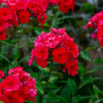 Phlox - Brumărelele "Paniculata Rosu"  - Bulbshop