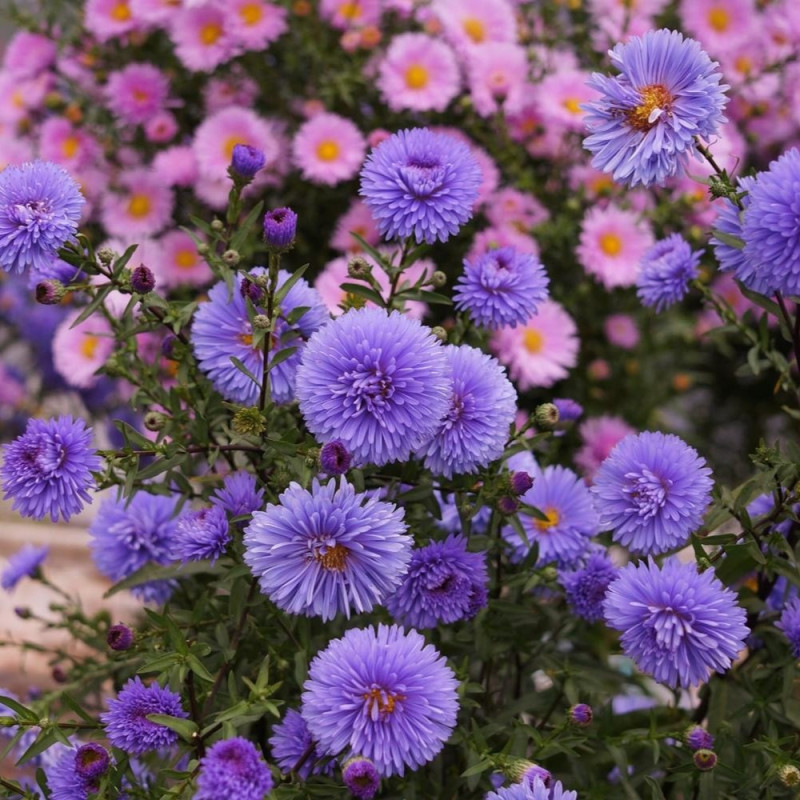 Aster - Marie Ballard - Radacina - Bulbshop
